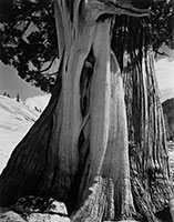 Juniper Tree by Edward Weston
