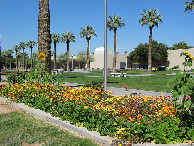 Blooming Flowers at the GCC Campus