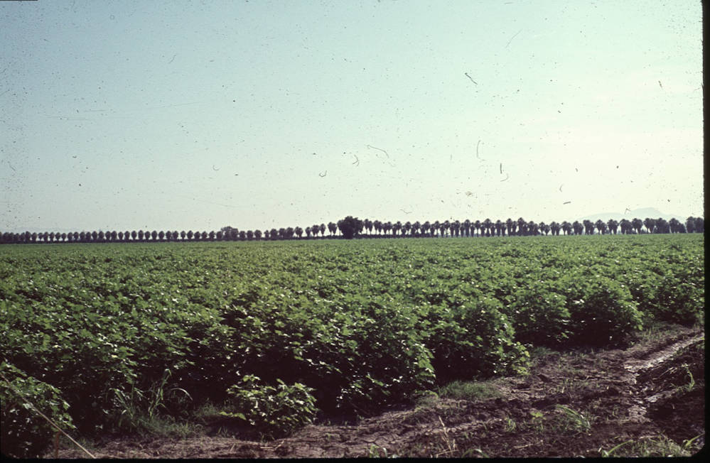 Sahuaro Ranch, Future Site of GCC