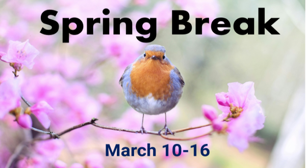 Spring Bird Image